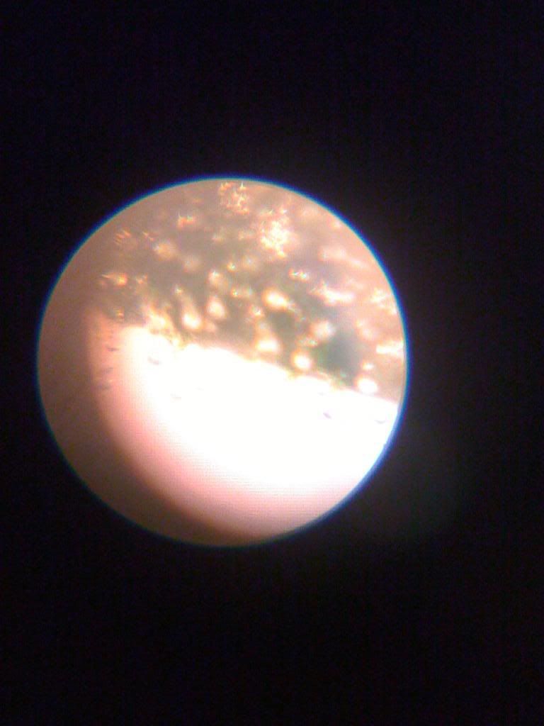 tricromes60x100x012.jpg