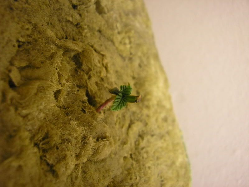 P1010008.jpg