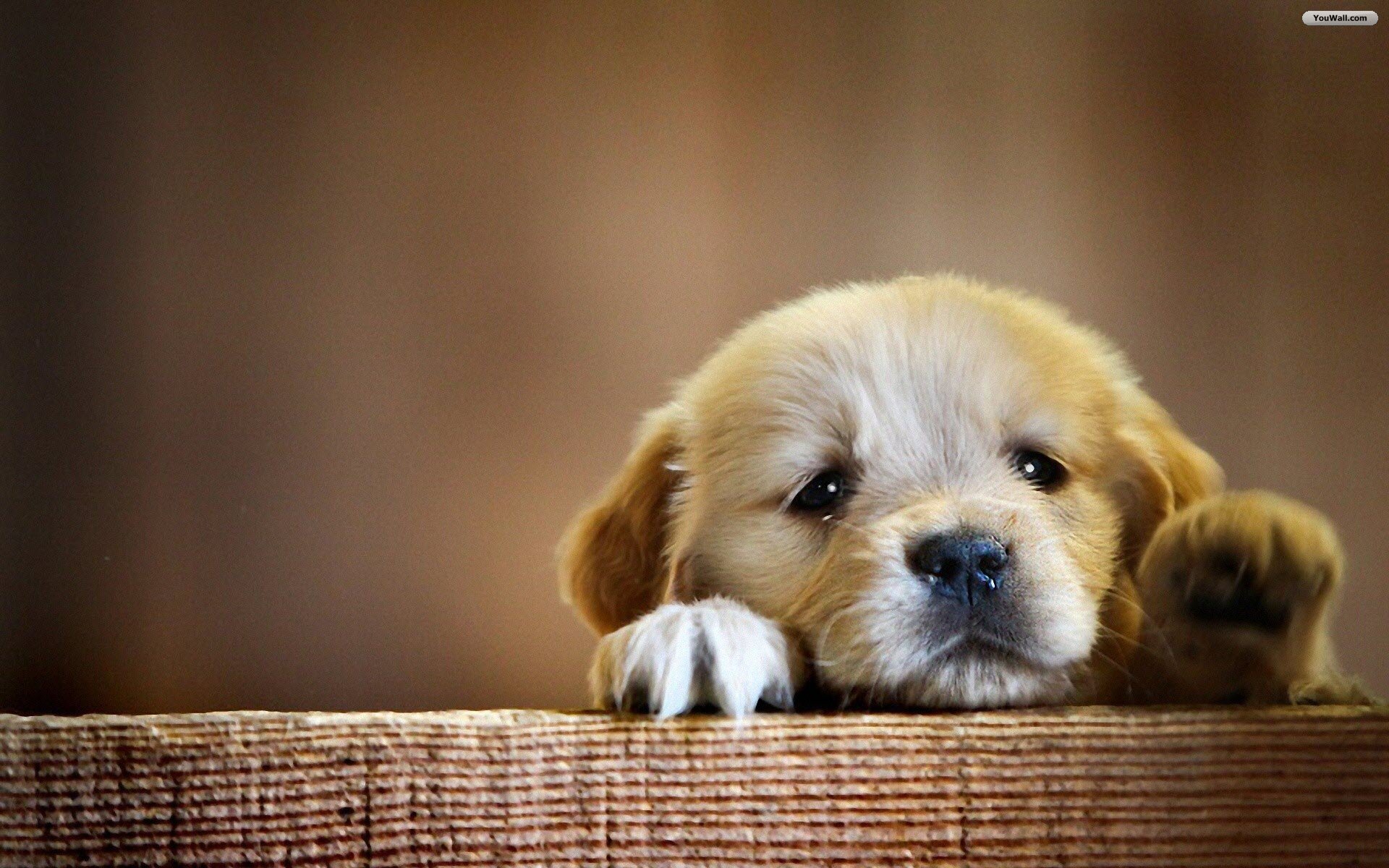 sad-puppy-wallpaper.jpg