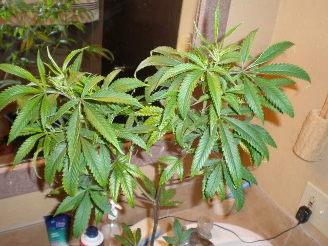 AfghanxLemonHaze.jpg