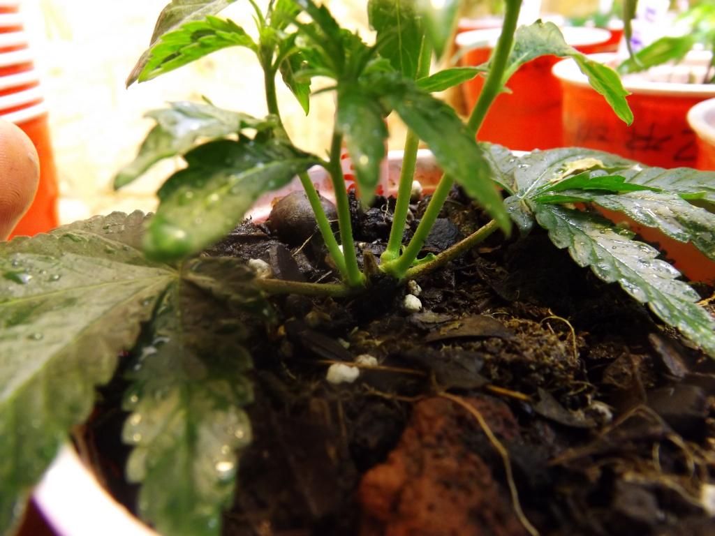 DSCF2412_zps73f66967.jpg