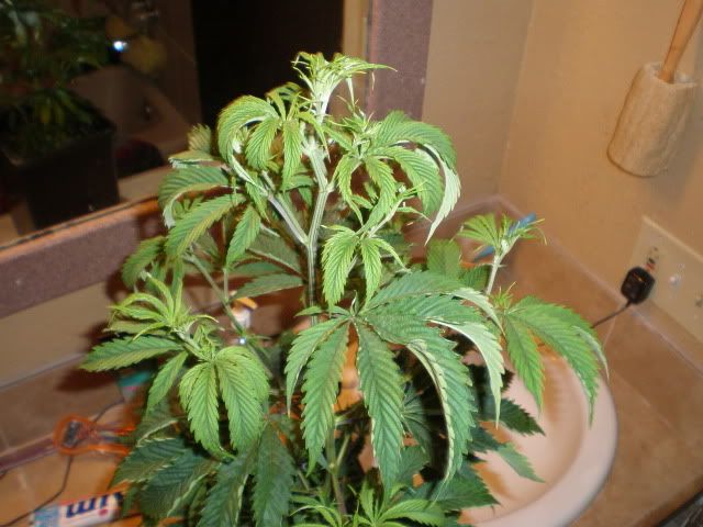 BlueDream.jpg