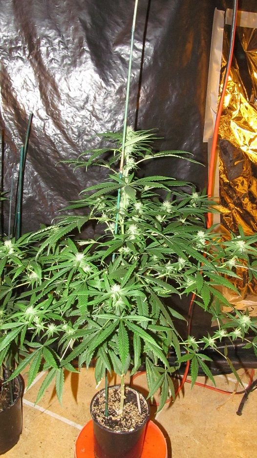 RoyalHaze_zps43129451.jpg