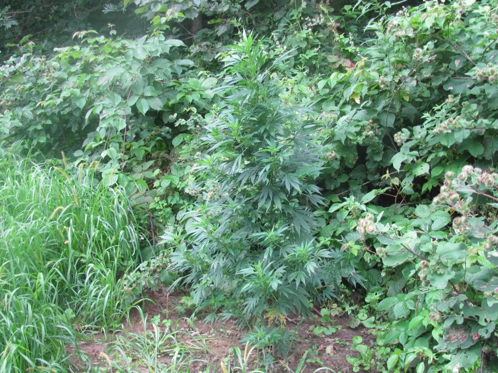 IMG_1627.jpg