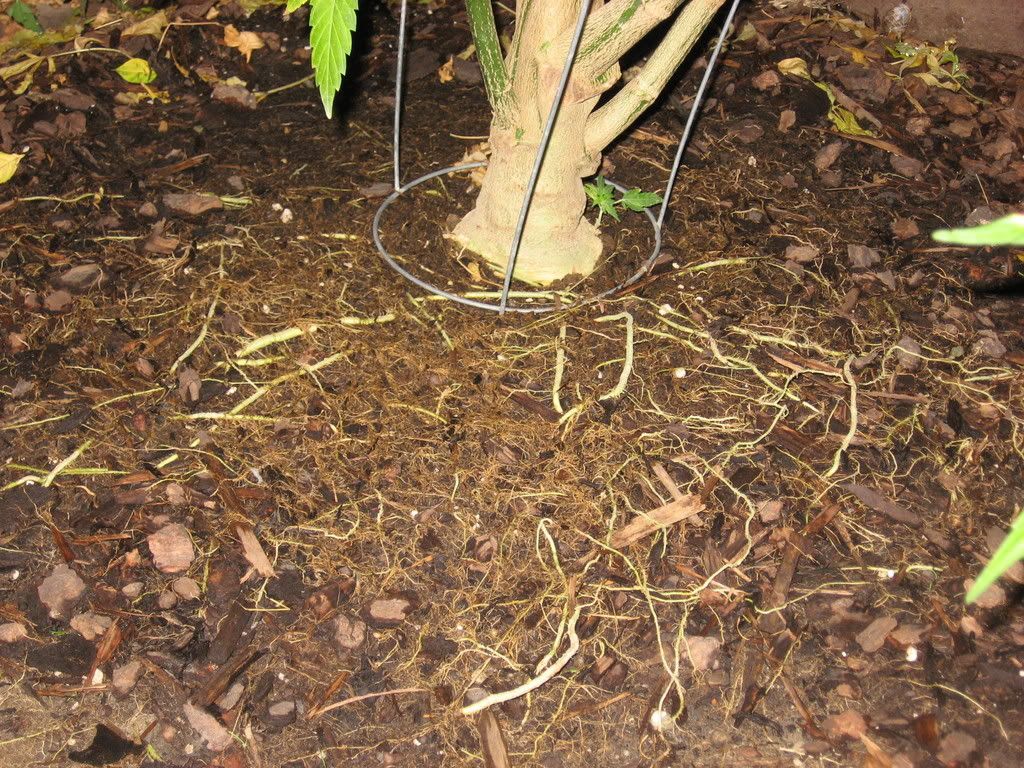 IMG_2397.jpg