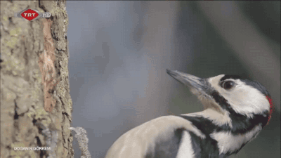 gifs_21.gif