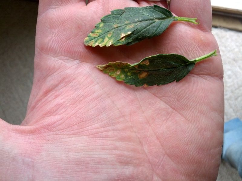 IMG_20120418_120931.jpg