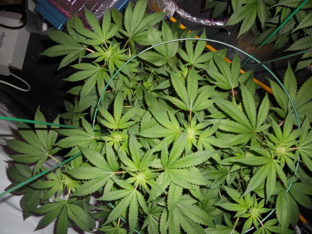 G13B2_Day24f.jpg