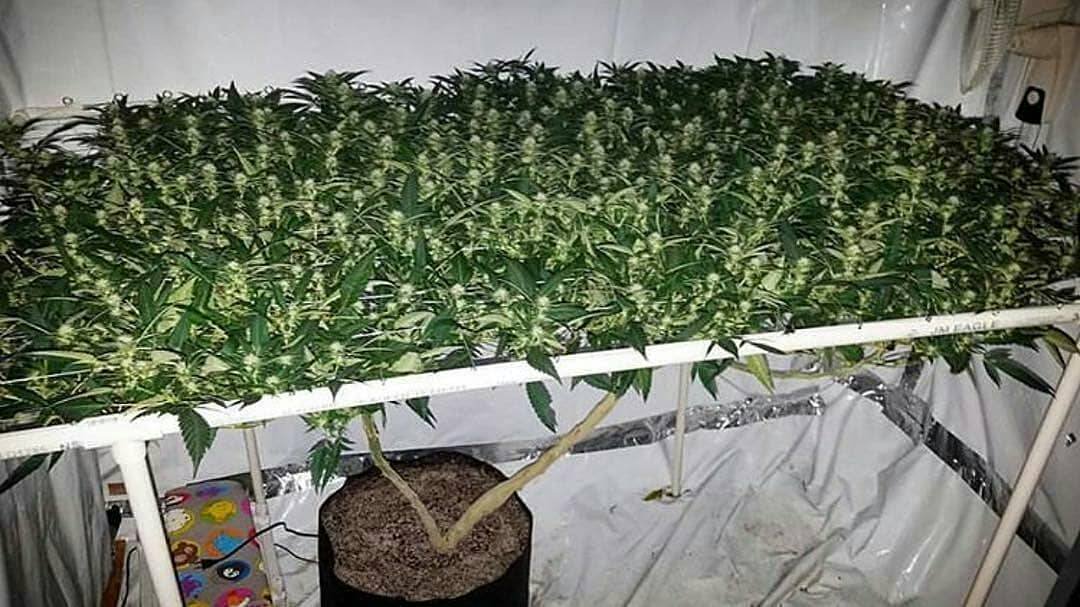 scrog.jpg