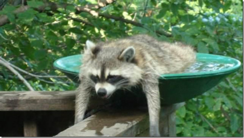 signs-its-hot-raccoon.jpg