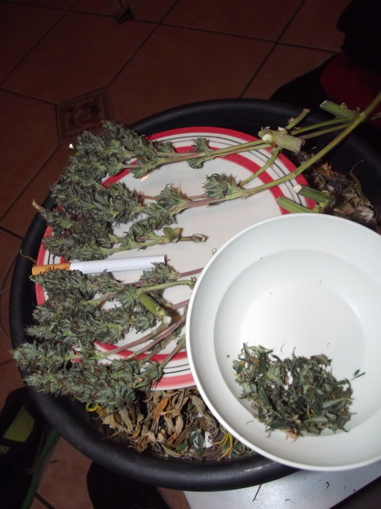 harvest.jpg