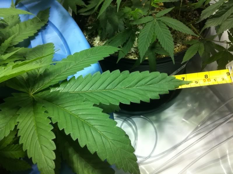 Plant3bigleaf.jpg