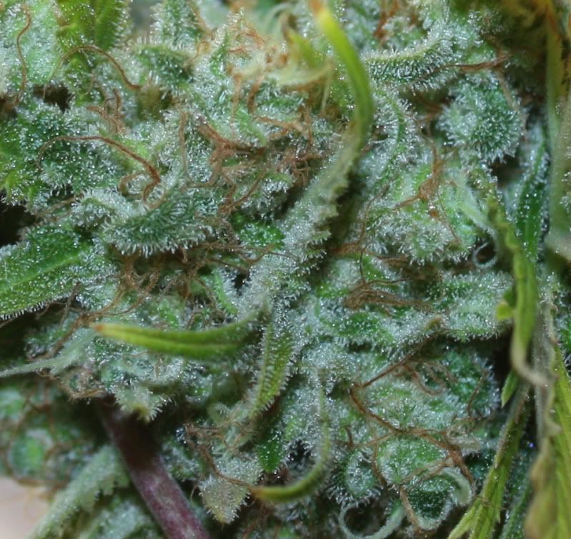 trichs.jpg