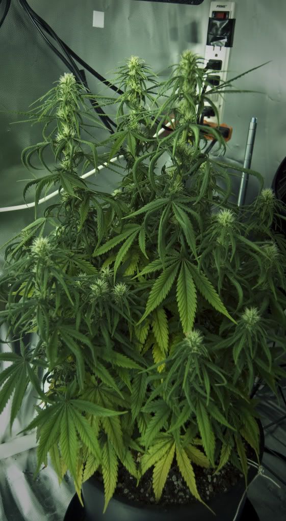 plant.jpg