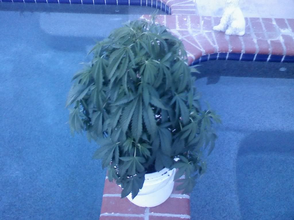 AWBUSH.jpg