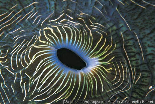 tridacna_gigas_os77.jpg