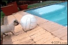gifs_06.gif