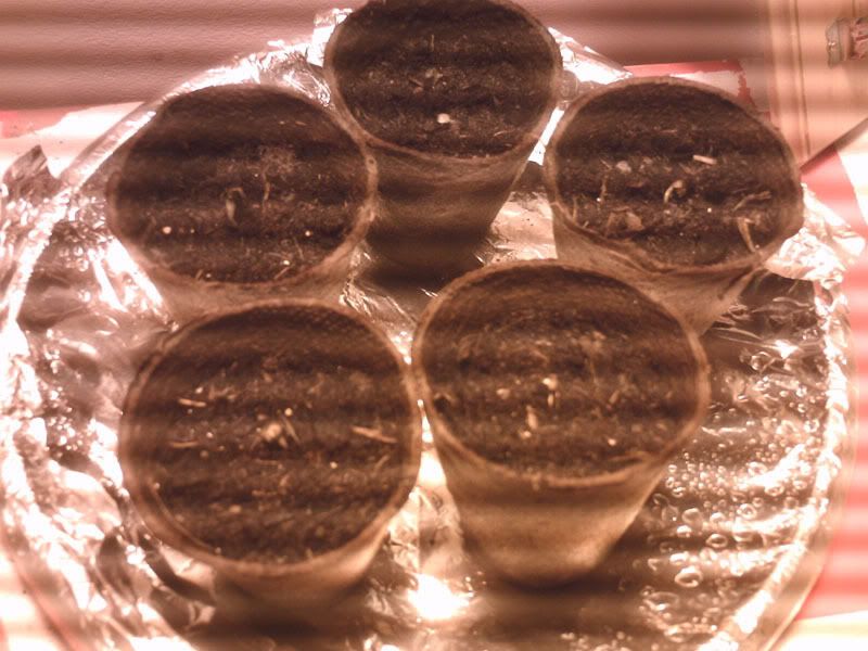 weed28-5-07_edit.jpg