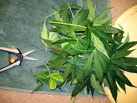Leaves laying on the floor after the cannabis plant was defoliated
