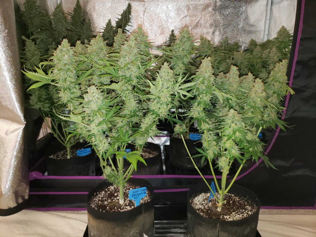 www.growweedeasy.com