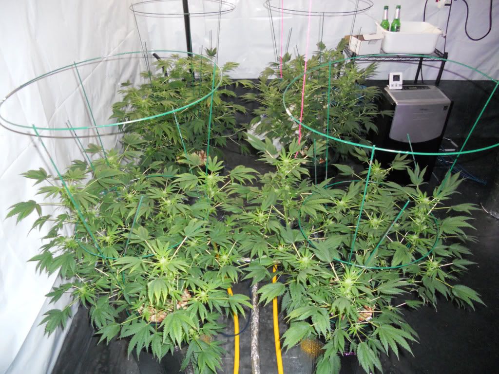 ES_Day24f.jpg