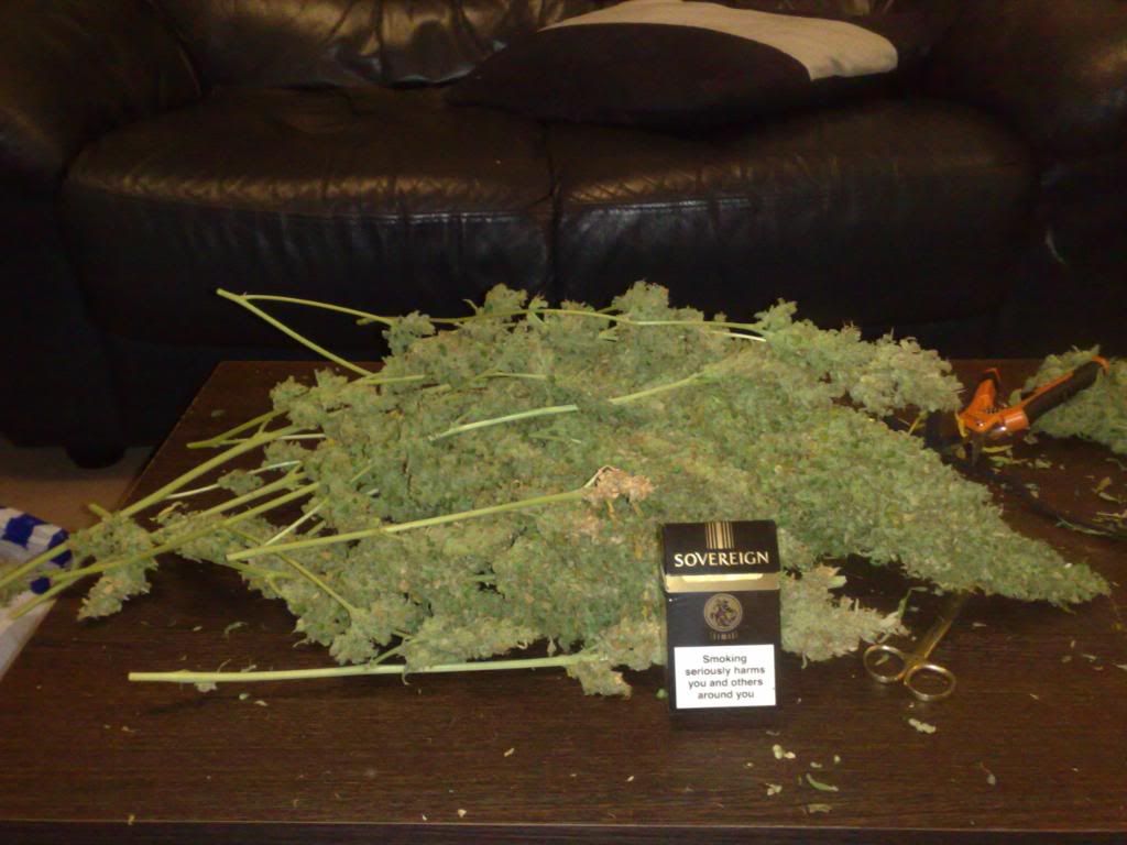 trim023.jpg