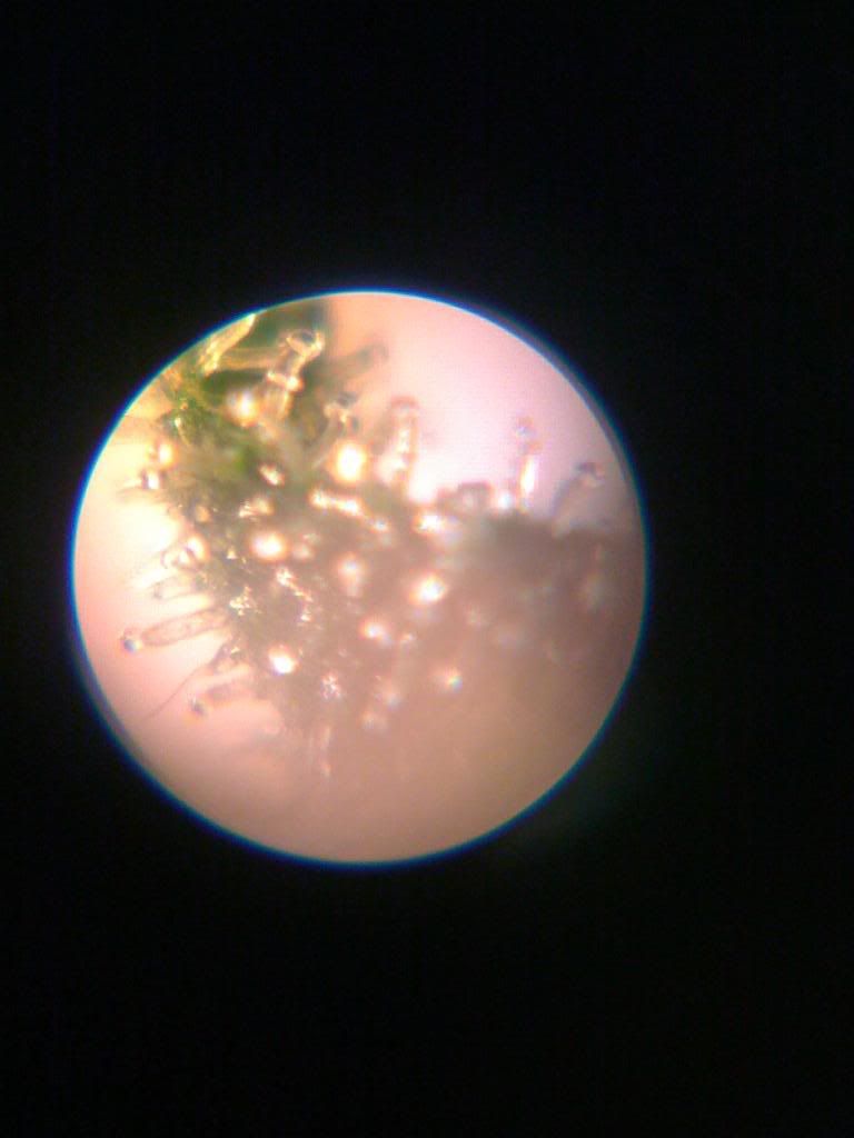 tricromes60x100x011.jpg