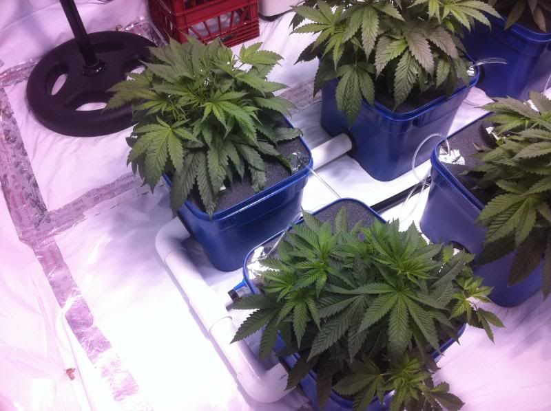 plant3s.jpg