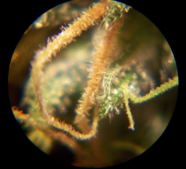102_6611.jpg