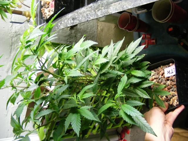 DSCF7581_zps170df49f.jpg