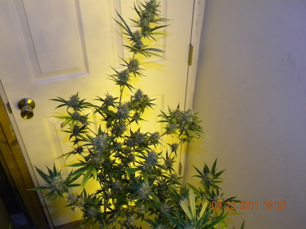 DSCN2794.jpg