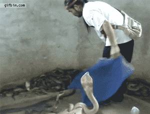 tumblr_m79v5t856M1r3gb3zo1_400.gif