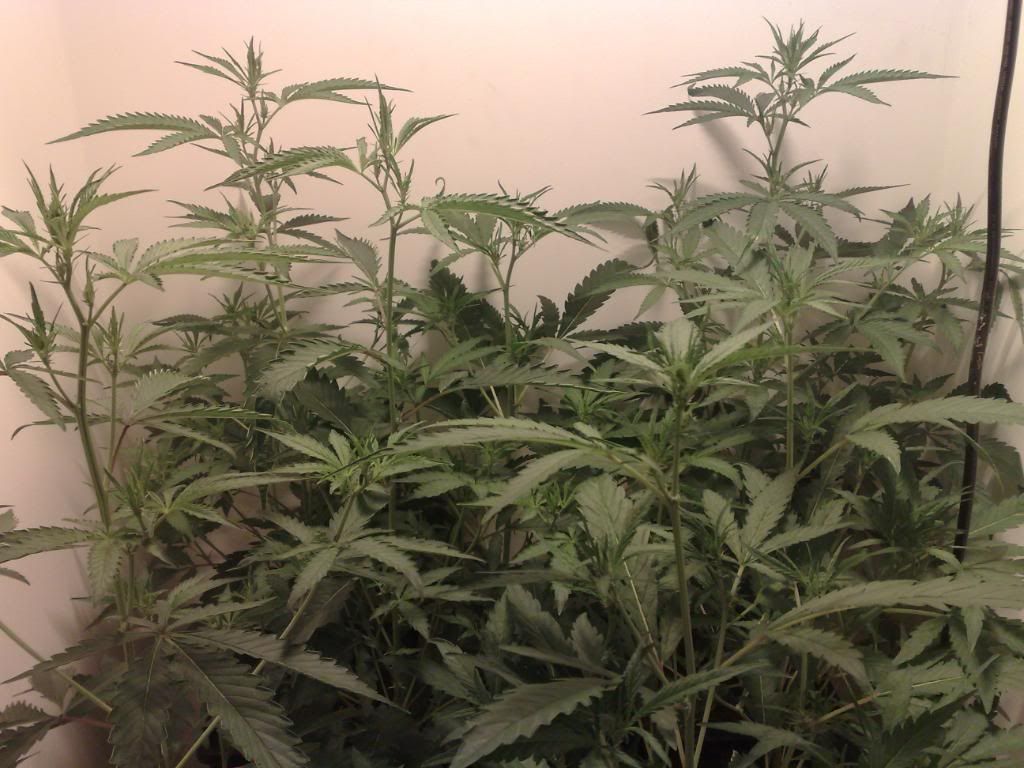 green001.jpg