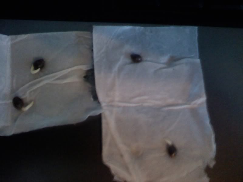 R3SEEDS.jpg