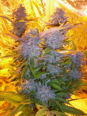Barneys_Farm_-_Blue_Mammoth.jpg