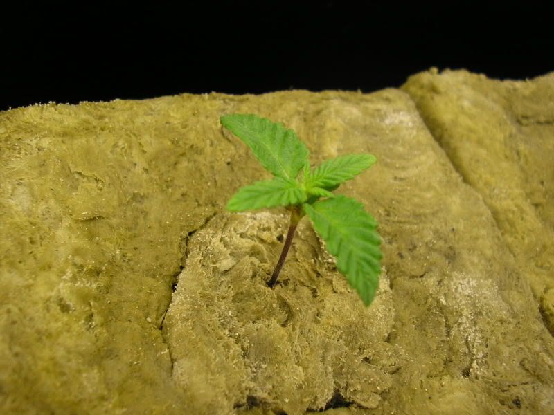 P1010003-1.jpg
