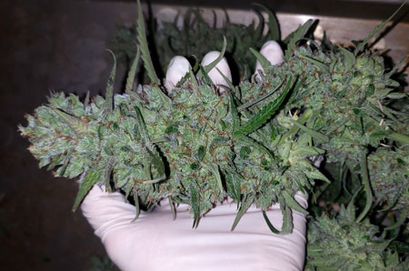 www.growweedeasy.com
