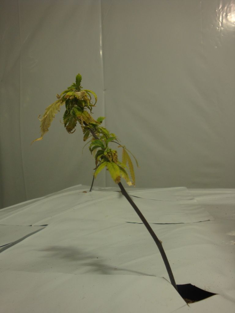 DSC04101.jpg