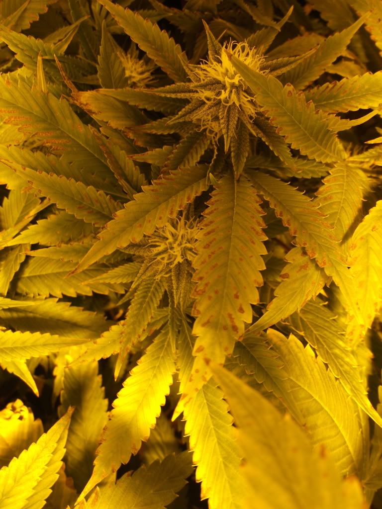 DSCF5068.jpg