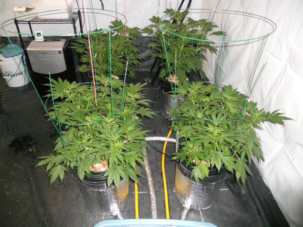 G13_Day17f.jpg
