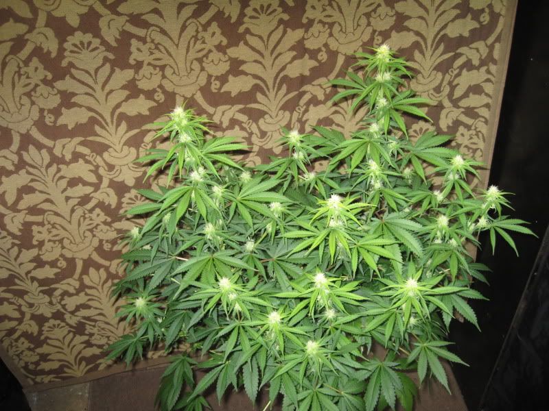 Apollo3_branchyside.jpg
