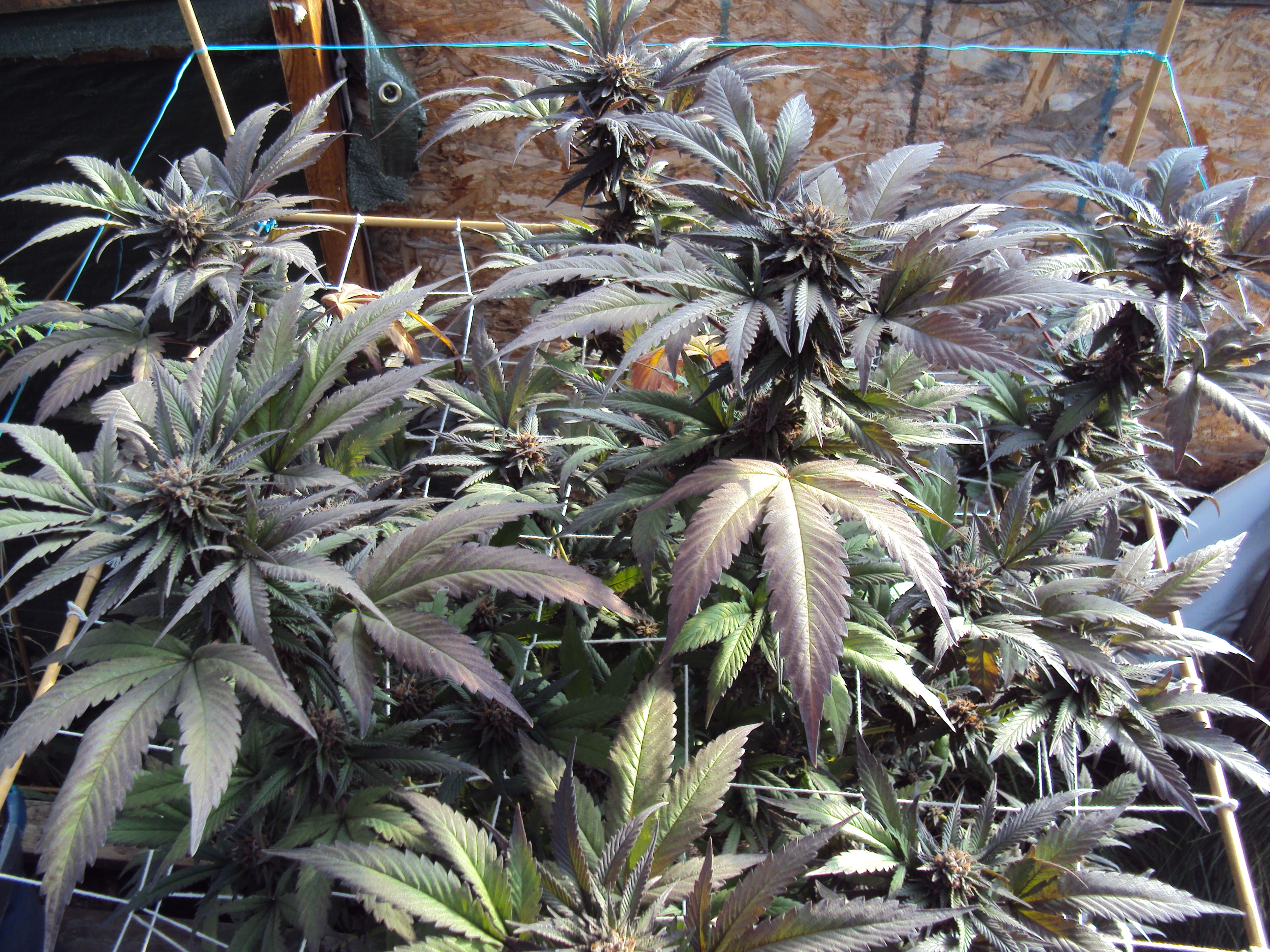 09-27-2022-bubba-royale-harvest-time-pic-1-copy-jpg.18762164