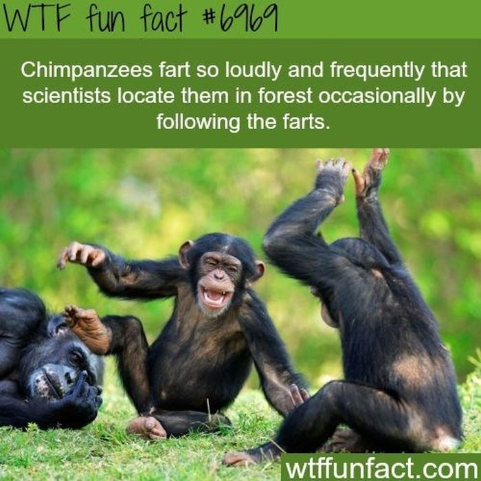 fun_facts_23.jpg