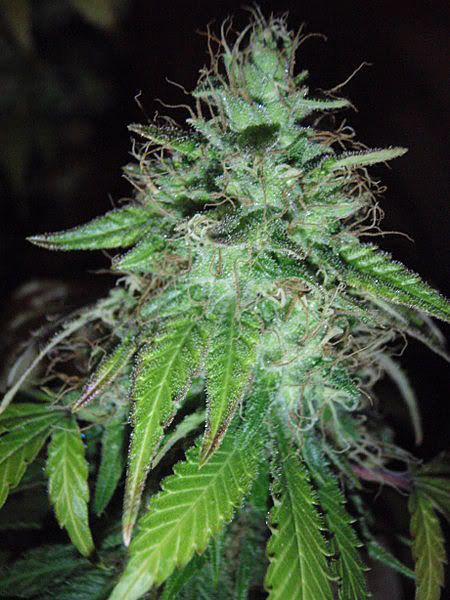 blackberryweek74_450x600.jpg