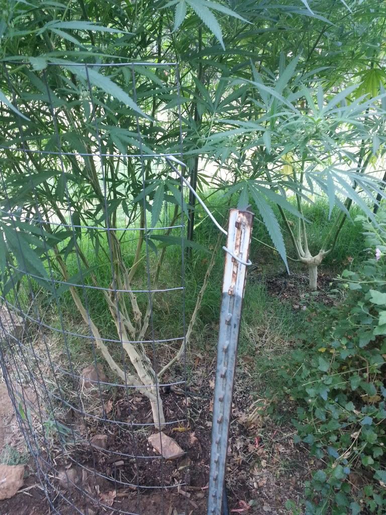 20130826_075320.jpg