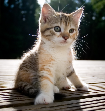 cute-kittens1.jpg