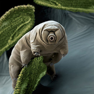 2011RatedTardigradeM_MPreview.jpg