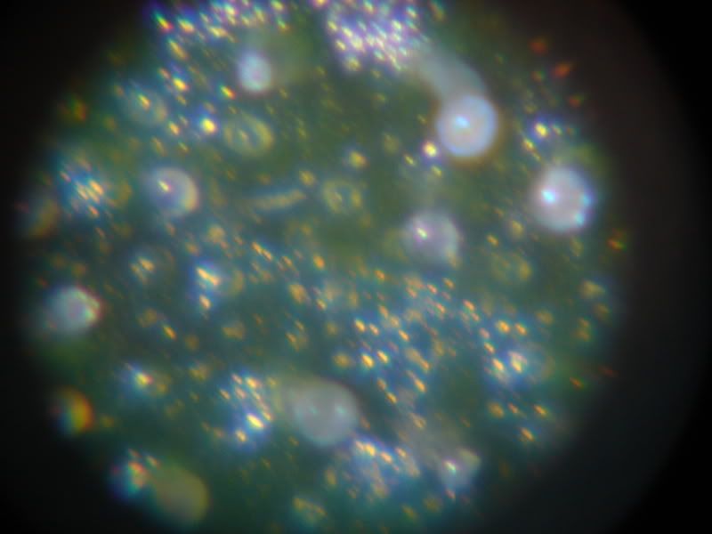 trichs003.jpg