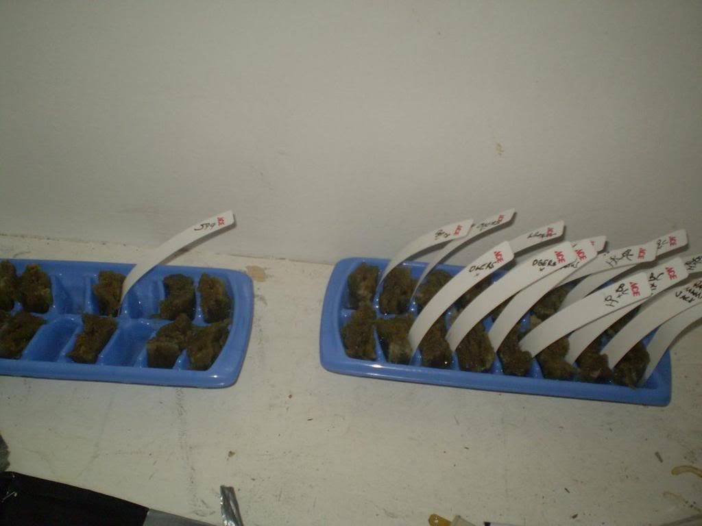0309011.jpg