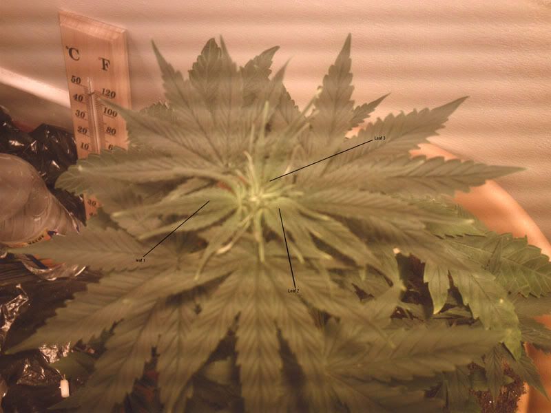 26jun0763leafplant.jpg
